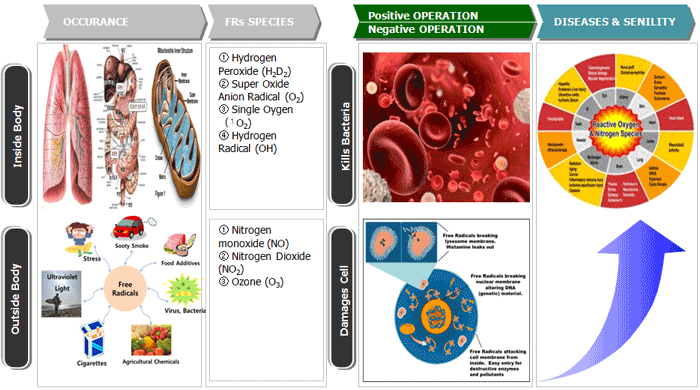 How Free Radicals occur and cause Diseases